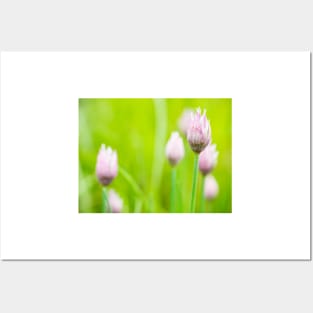 Chives Flower Buds Posters and Art